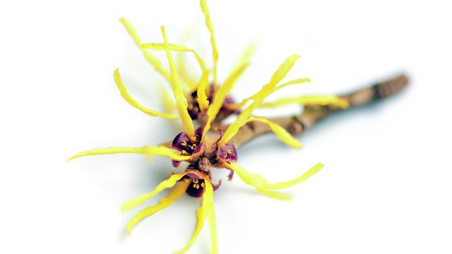 hamamelis u Proctonic